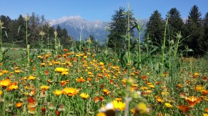 Ringelblumen für die Bienen auf unserem Gemüsefeld