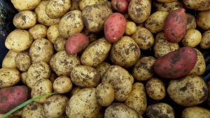 unsere Kartoffeln Ditta und Laura